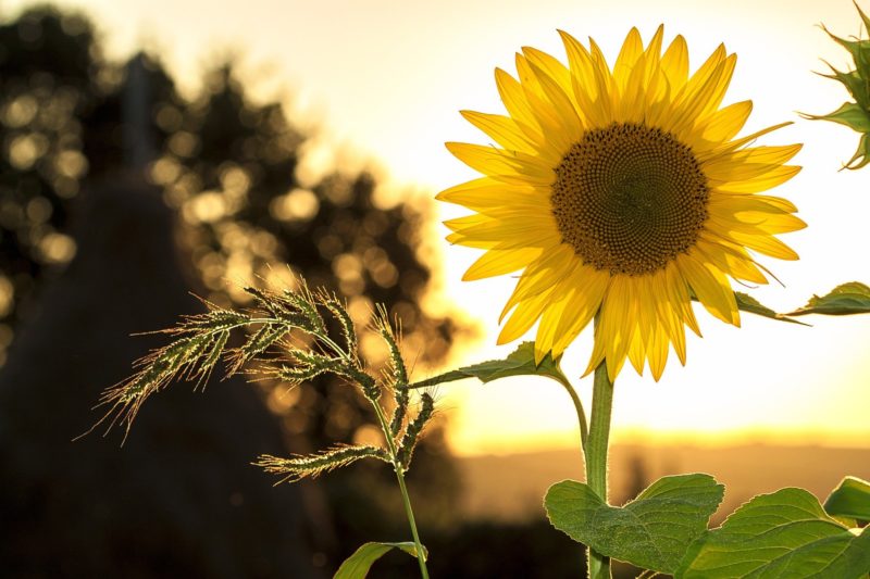 Das bild zeigt eine Sonnenblume in der Abendsonne.